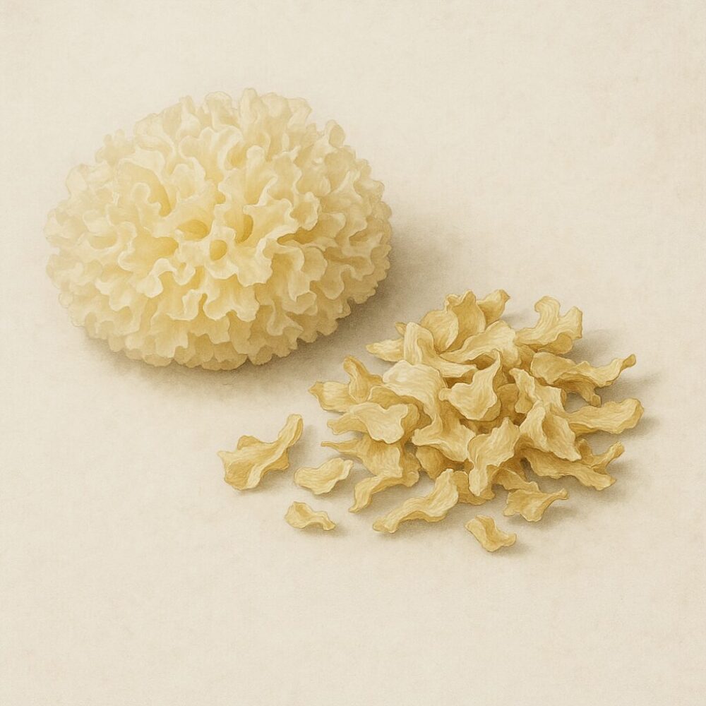 白木耳(Tremella fuciformis)