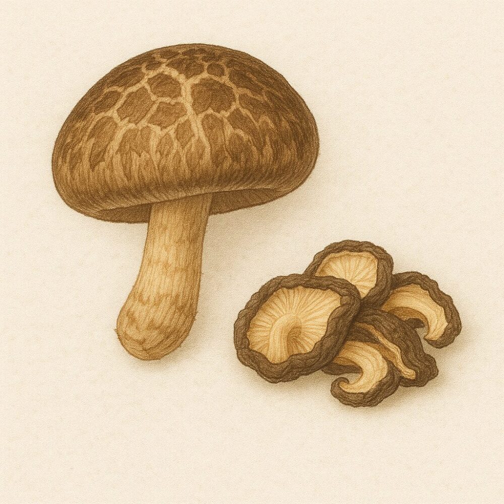 冬菇(Lentinula edodes)