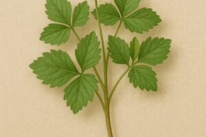 三つ葉(野芹)