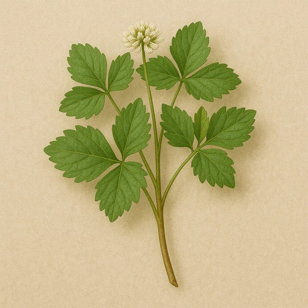 野芹(Cryptotaenia japonica)