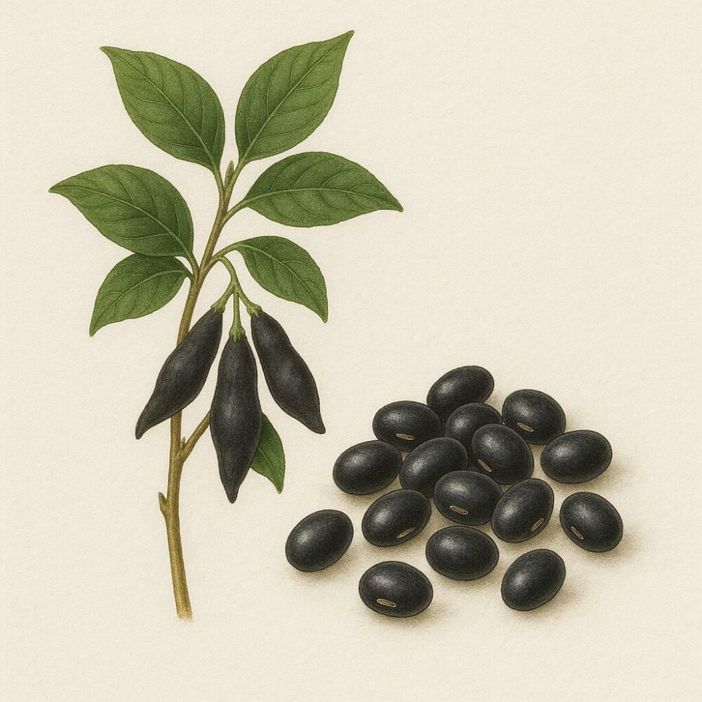 烏豆(Glycine max)