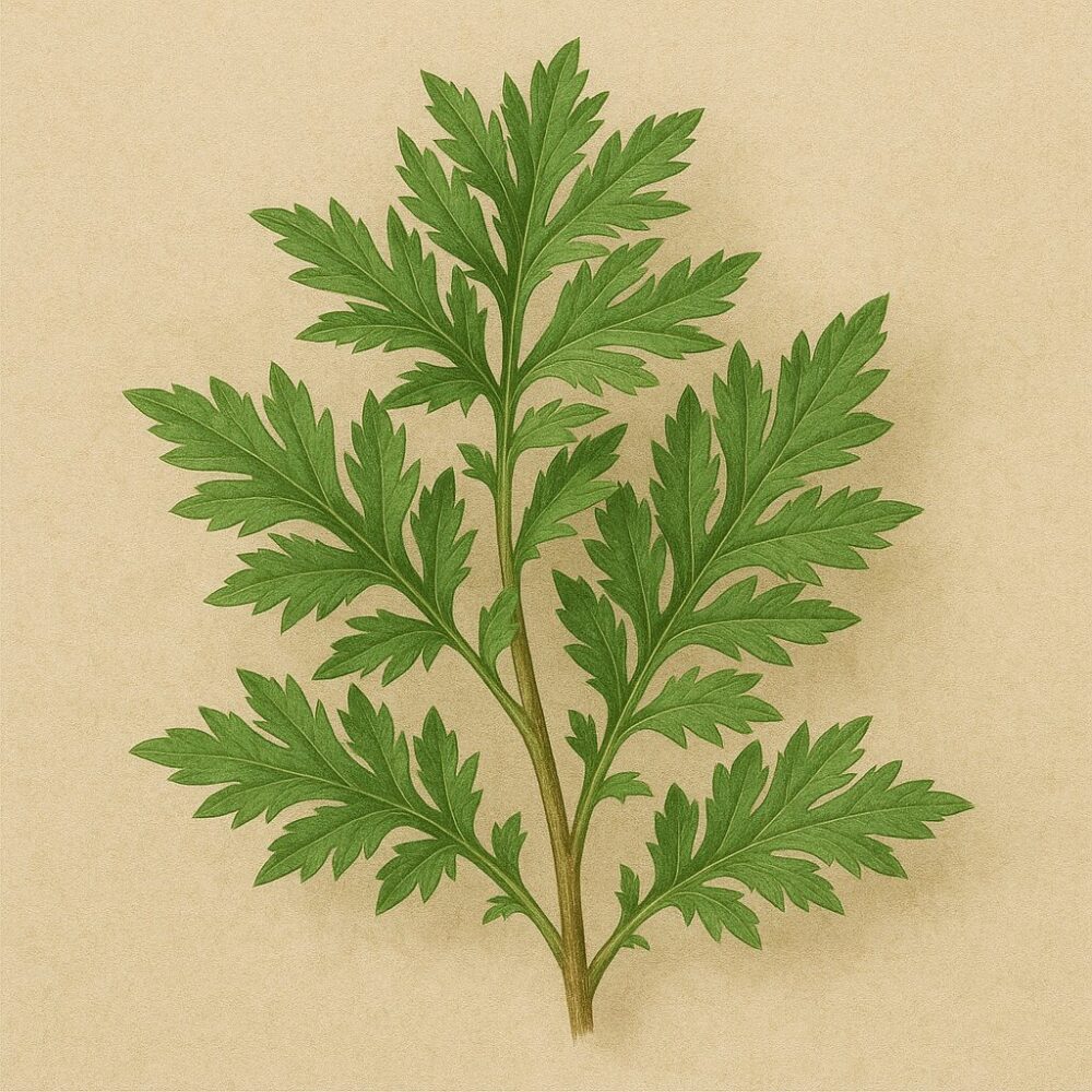 艾葉(Artemisia argyi)