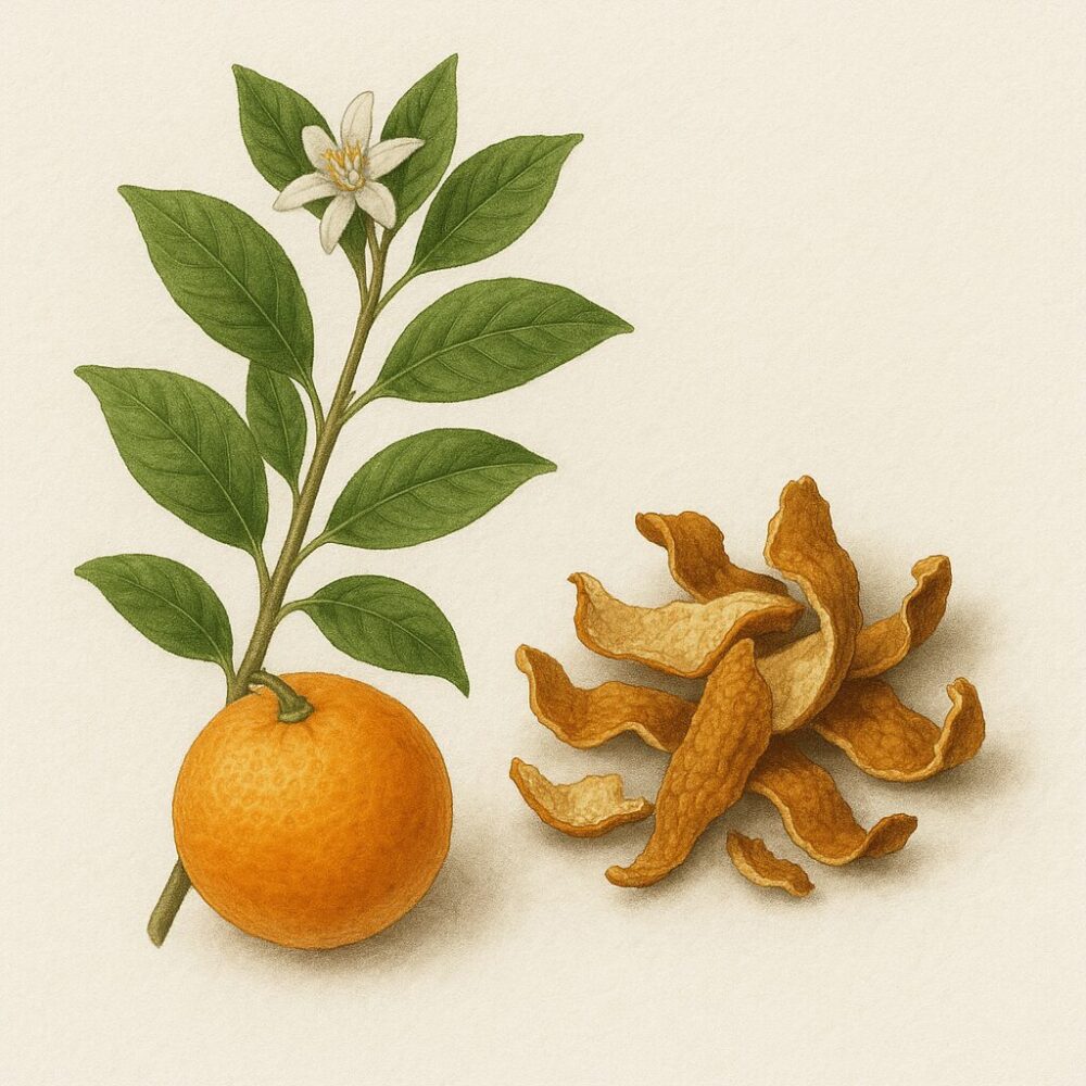 陳皮(Citrus reticulata)