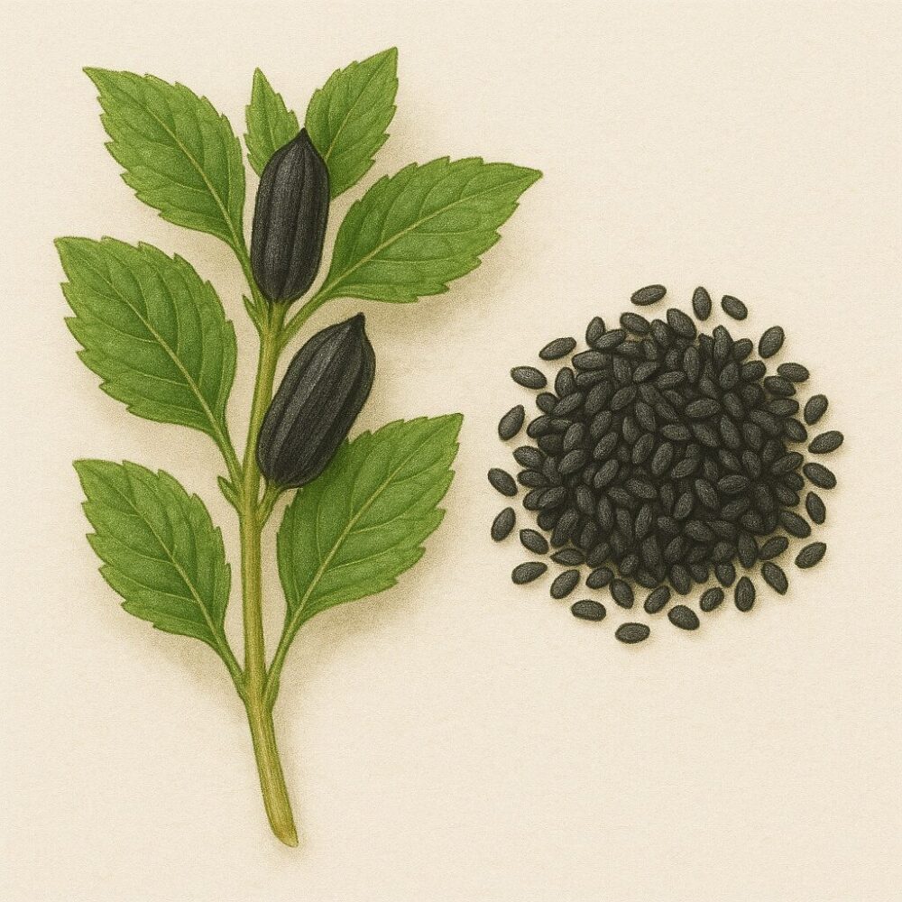 黒芝麻(Sesamum indicum)