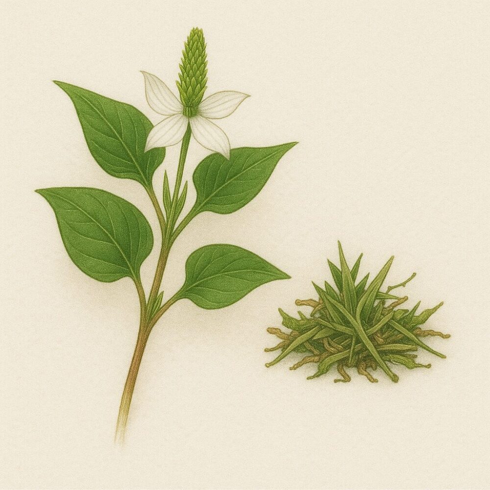 十薬(Houttuynia cordata)