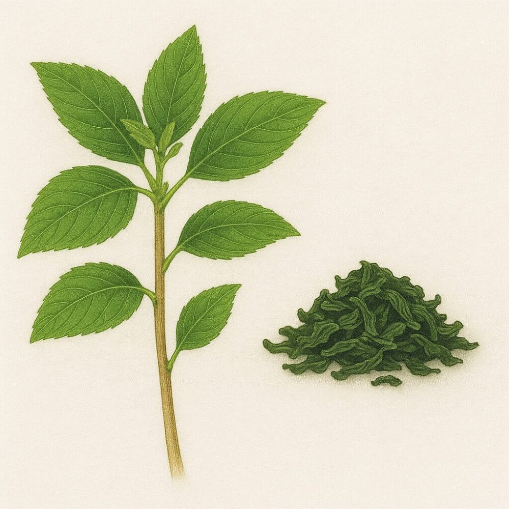 糸菜(Corchorus olitorius)
