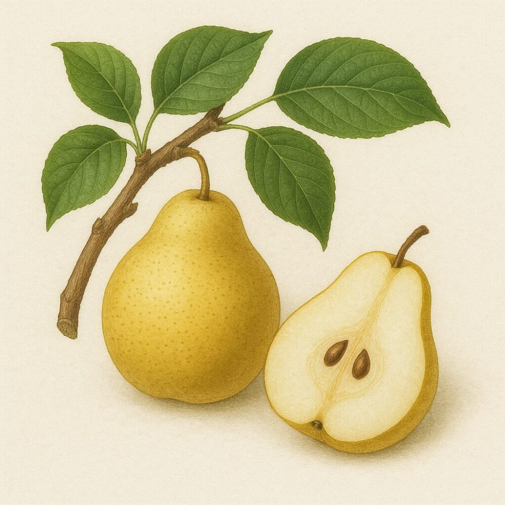 白梨(Pyrus bretschneideri)