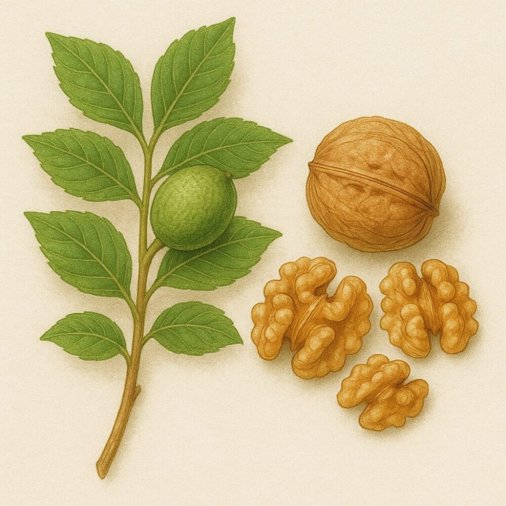 胡桃仁(Juglans regia)