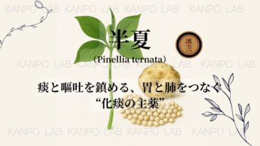 🌿 半夏（はんげ）｜痰と嘔吐を鎮める、胃と肺をつなぐ“化痰の主薬”