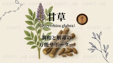 🍯 甘草（かんぞう）｜調和と解毒の万能サポーター