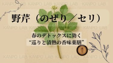 🌱野芹（のぜり）｜春のデトックスに効く“巡りと清熱の香味薬膳”