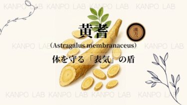 🛡️ 黄耆（おうぎ）｜体を守る「表気」の盾