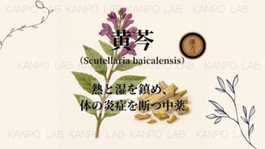 🔥 黄芩（おうごん）｜熱と湿を鎮め、体の炎症を断つ中薬