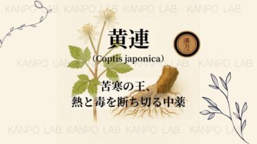 🔥 黄連（おうれん）｜苦寒の王、熱と毒を断ち切る中薬