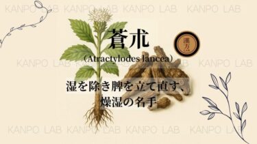 🌾 蒼朮（そうじゅつ）｜湿を除き脾を立て直す、燥湿の名手