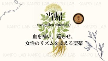 🌺 当帰（とうき）｜血を補い、巡らせ、女性のリズムを支える聖薬